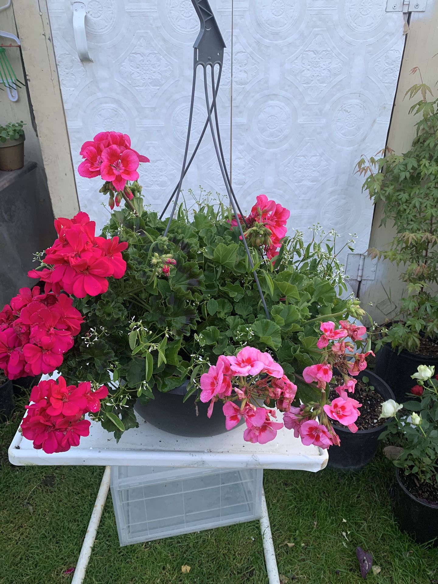 Outdoor Plant