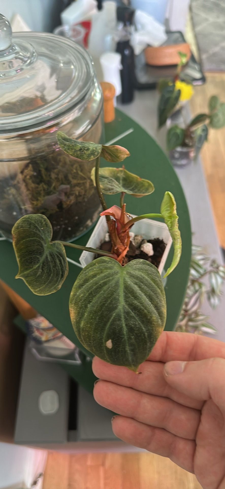 Philodendron Veruccosum Rare houseplant