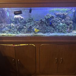 Salt Water Fish tank