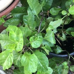 Insolin Plant