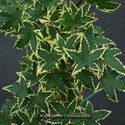 ‘Sagara Nishiki’ Japanese Maple Tree