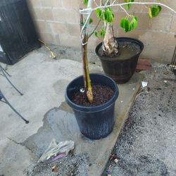 Selling Plants  Taking Offers 