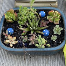 Potted Succulent