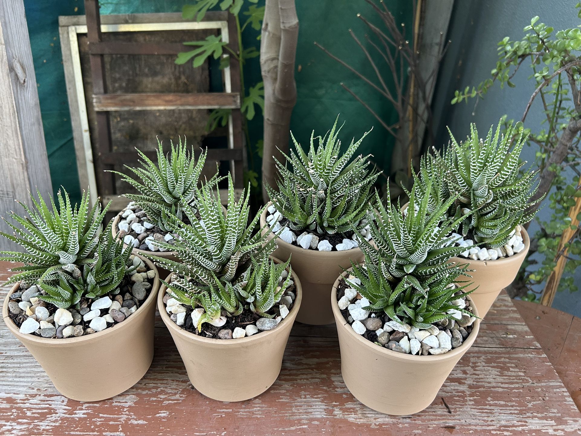Succulents Zebras $10 Each