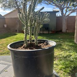 Cholla Cactus!