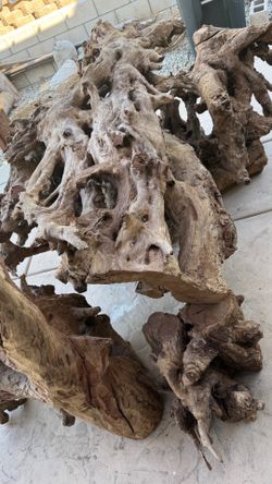 California Redwood Tree Root Stump