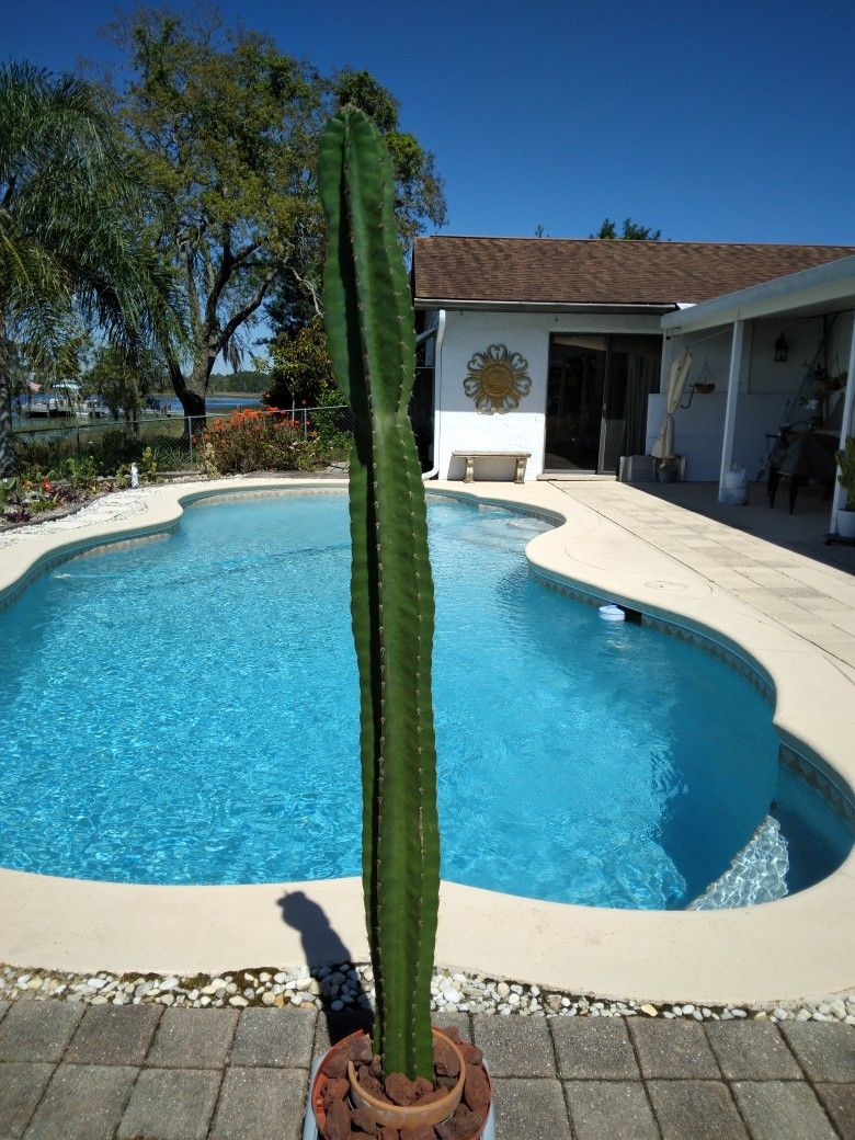 55" - 4' 8" Peruvian Apple Cactus Cutting $65 -Ship $16 -White Flowers Red Edible Fruit 