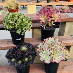 $220 For 4 Cluster Aeonium Free Shipping Cost
