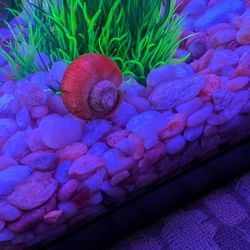 Mystery Snail