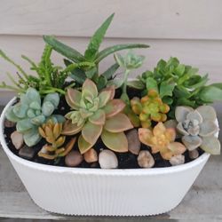 Succulent Mix Pot 🪴 