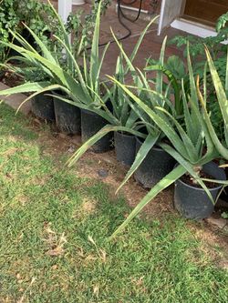 Part three of the many different large array of plants