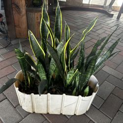 Large Snake Plant