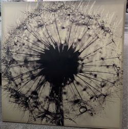 Beautiful Dandelion Canvas Wall Art