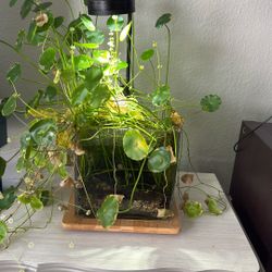 1.5 Gallon Glass Cube With Light Stand