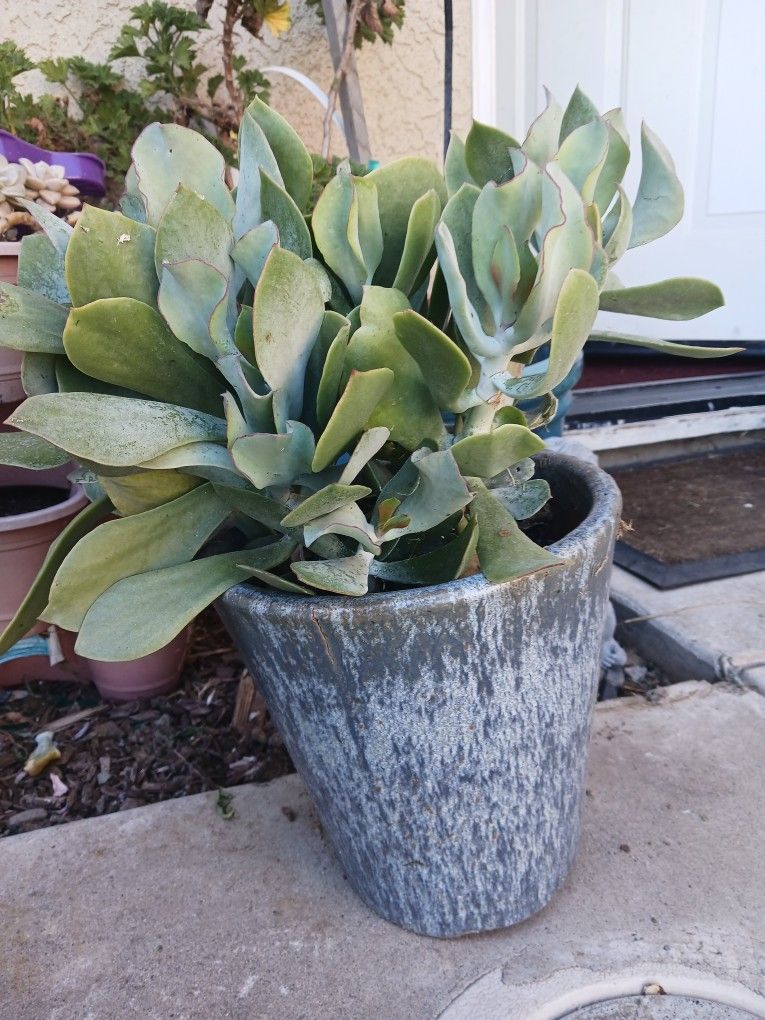 Succulent In clay pot 