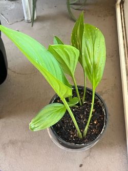 Leave Plant