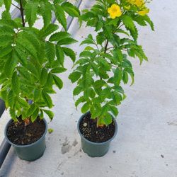 Esperanza Plants 1gallon 2.5 Ft Tall
