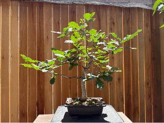 Oak tree bonsai