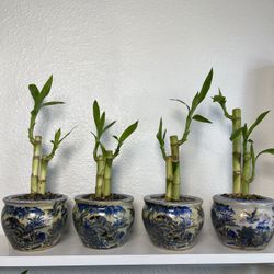 Bamboo Plants In Hand Painting Oriental  Vase $5 each.