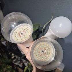 Grow Light Bulbs For Plants