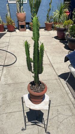 Cacto