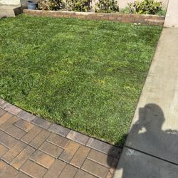 Sod Fescue 