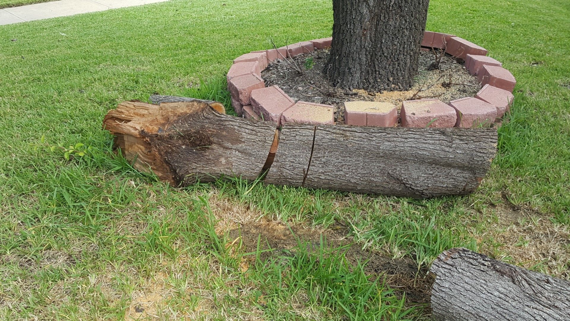 FREE tree trunk! for Sale in Arlington, TX OfferUp