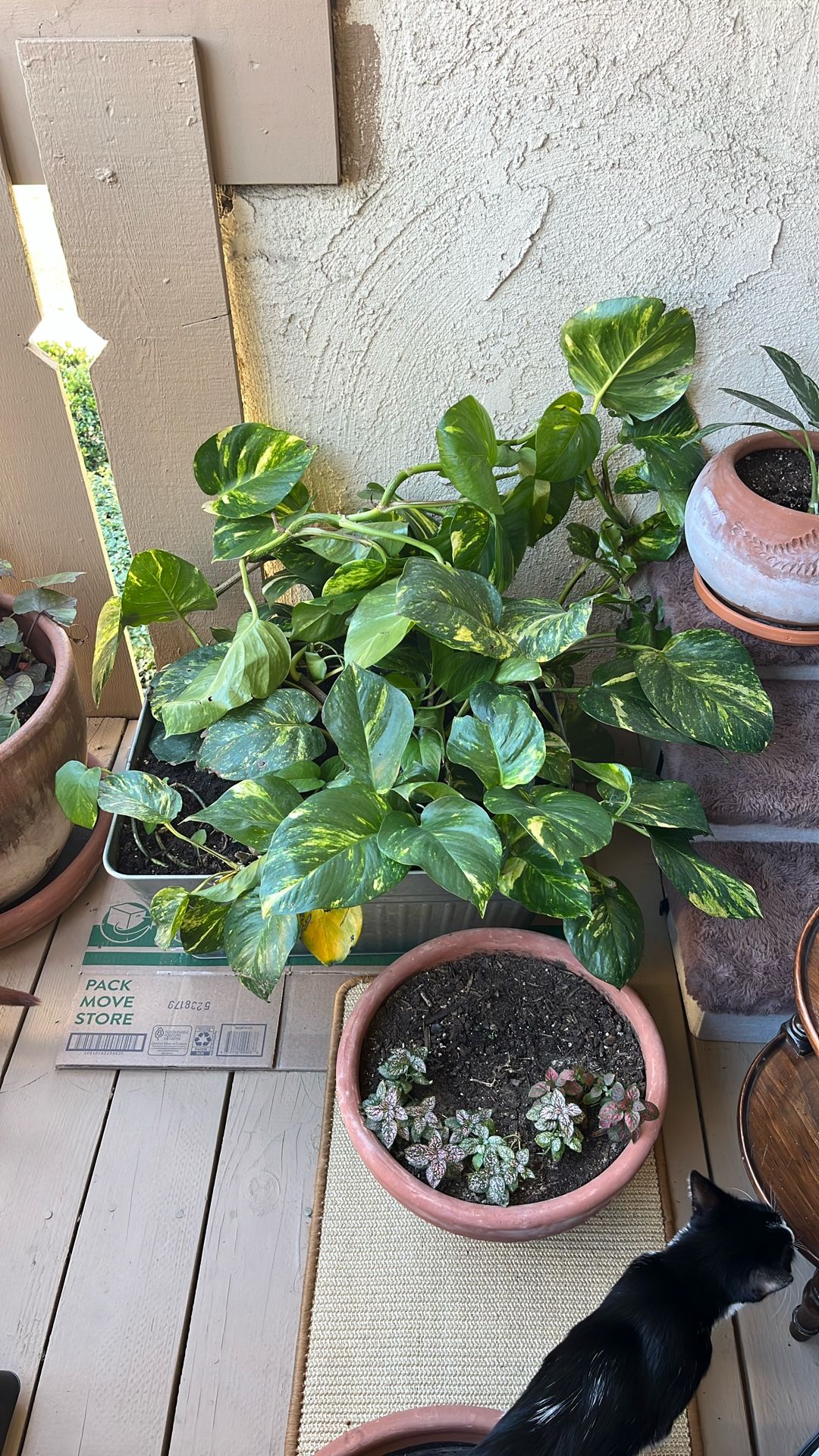 Hawaiian Pothos