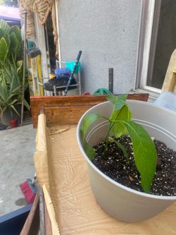 Mango Manila