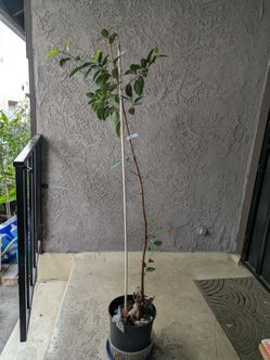 GINSENG Bonsai