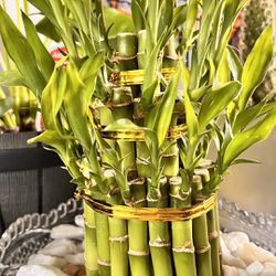 38pcs Decorative Lucky Bamboo Plant Without Planter & Marble For Indoor Gifts