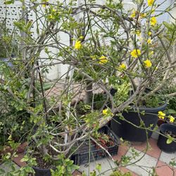 Primrose Jasmine with yellow  flowers (Hoa mai leo Nhật) hoa vàng