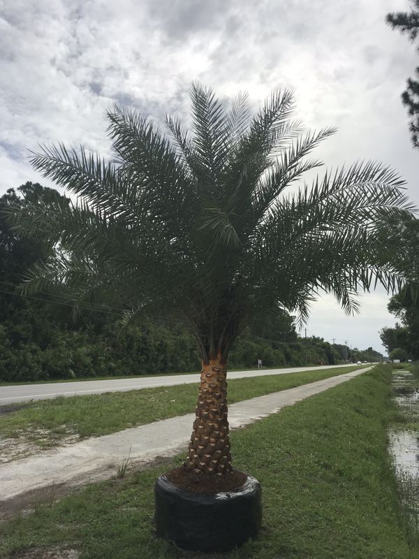 Sylvester palm for Sale in FL, US OfferUp
