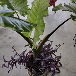 Elephant Ear Large Plant 