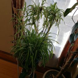 Spider Plant
