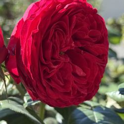 Rare European, Japan rose plants: Traviata  Two years in on gallon pot Was pruned for better shape Will bloom this summer  