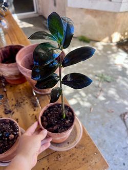 Black Raven ZZ Plant
