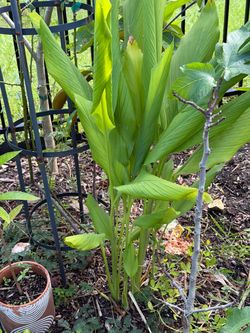 Turmeric  Plant 🌱