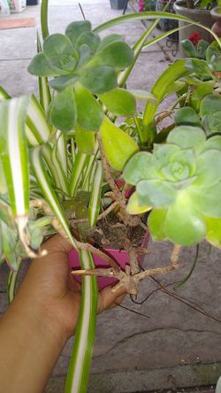 Plants