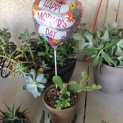 Mother’s Day Gift Succulent 