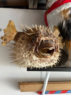 REAL preserved Pufferfish