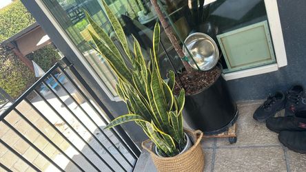 Snake plant