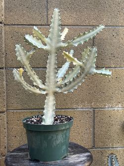 Rare Variegated Euphorbia lactea – 8” Pot 22-23 inches Tall