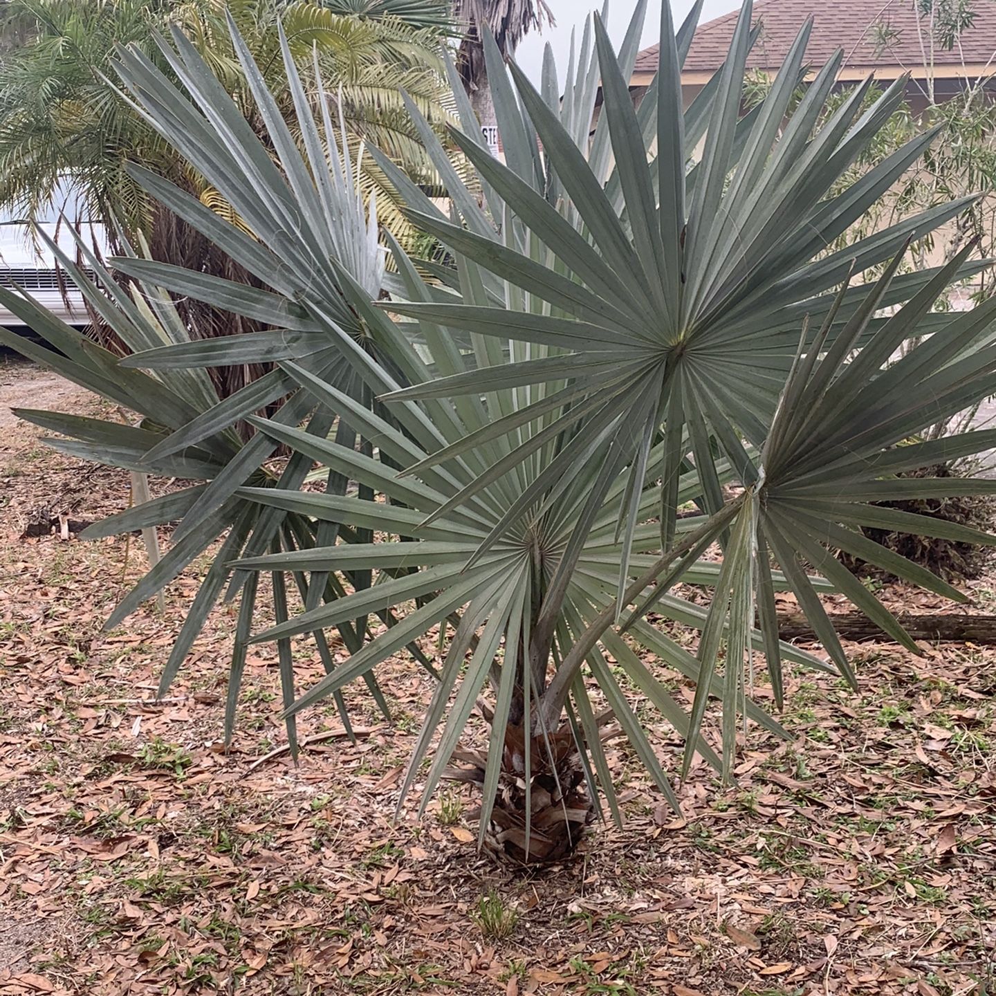 Bismarck Palm trees (read Description)