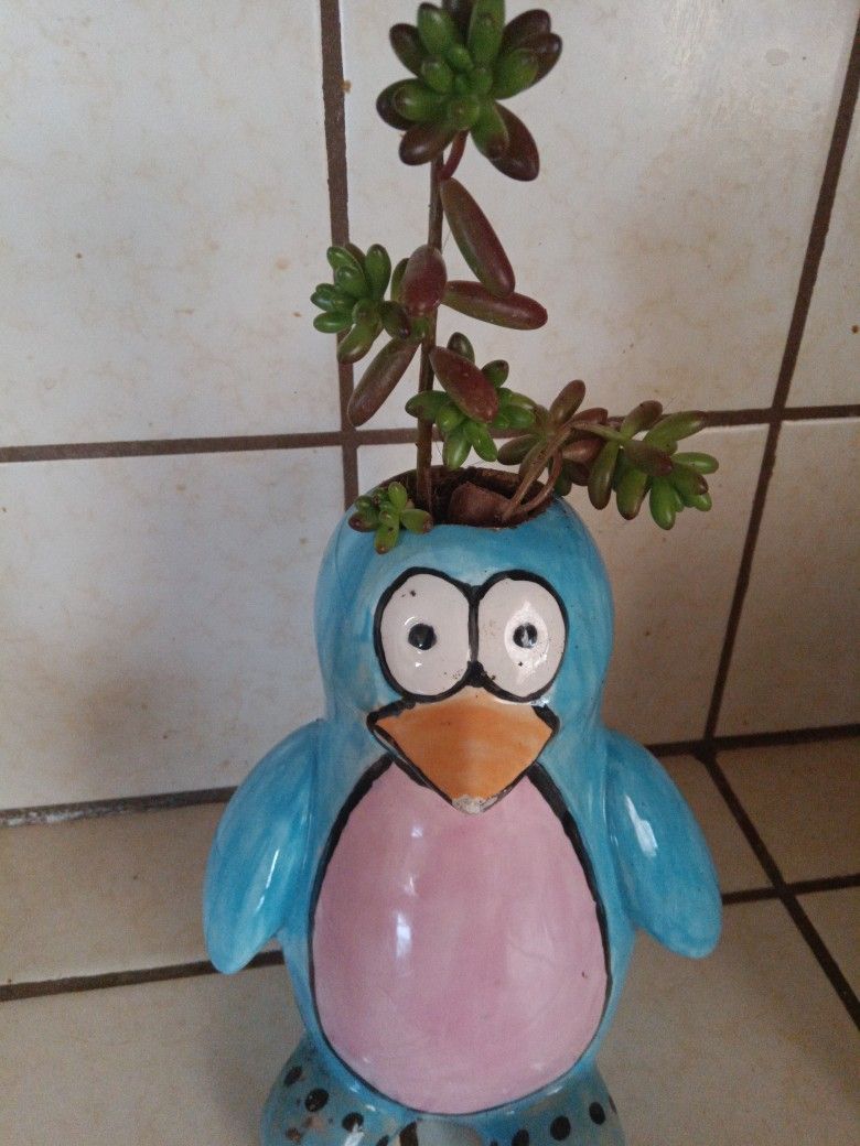 Planta Dedo De Niño En Pingüino 🐧