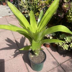 Two Ft Tall Blooming Bromeliad 