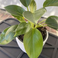  Plant For  Room In Ceramic Pot 