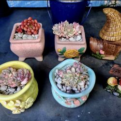 PLANT SALE THIS WEEK  IN SAN LORENZO☆☆ GREAT DEALS