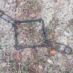 Animal Traps 