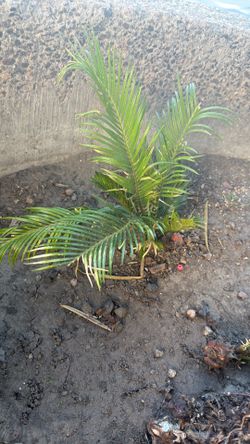 King Sago Palm Tree